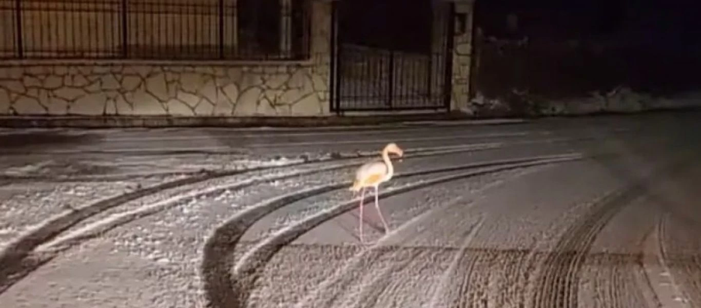 Φλαμίνγκο κάνει... βόλτα μέσα στα χιόνια στον Άγιο Νικόλαο Ευρυτανίας (βίντεο)